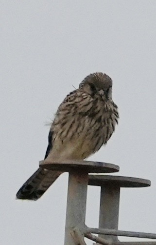 Eurasian Kestrel - ML646049001
