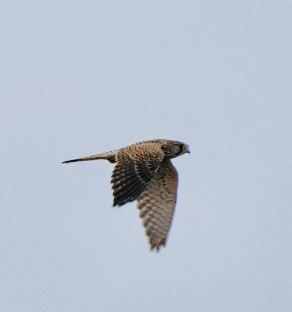 Eurasian Kestrel - ML646049002