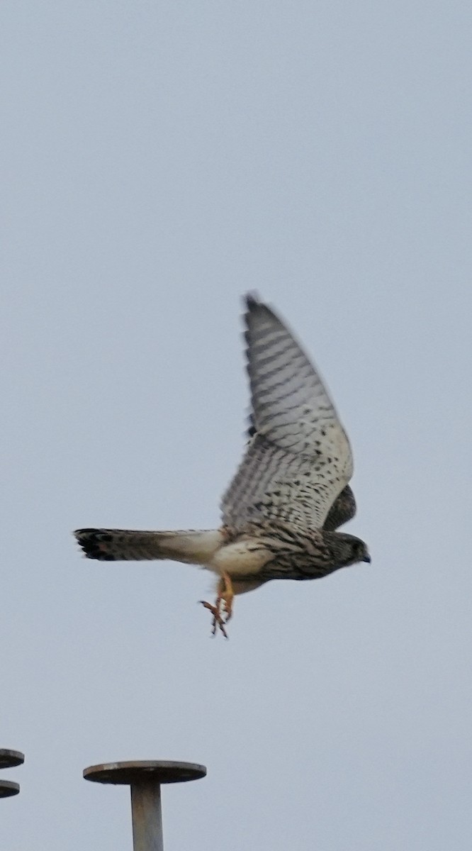 Eurasian Kestrel - ML646049003