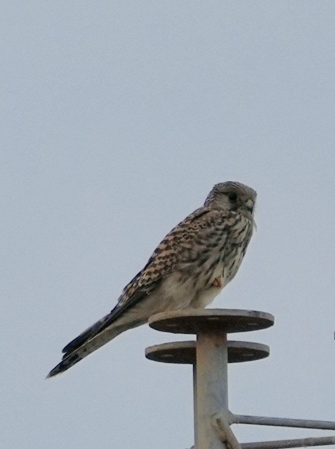 Eurasian Kestrel - ML646049004