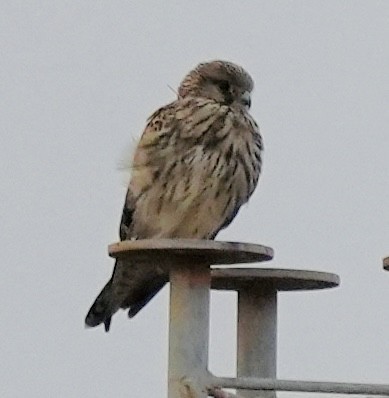 Eurasian Kestrel - ML646049005