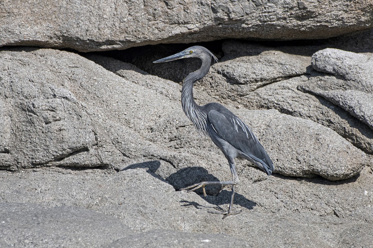 Great-billed Heron - ML646049009