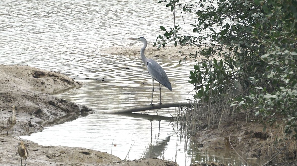 Gray Heron - ML646049010