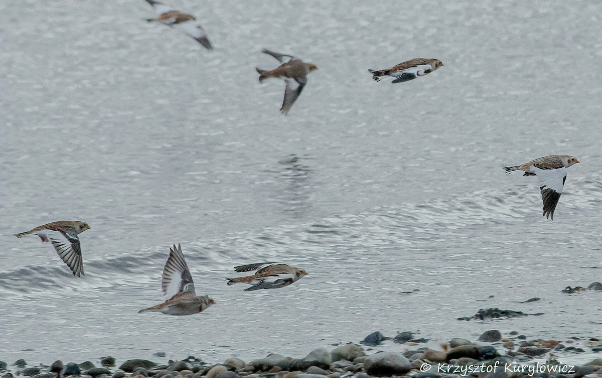 Snow Bunting - ML646049011