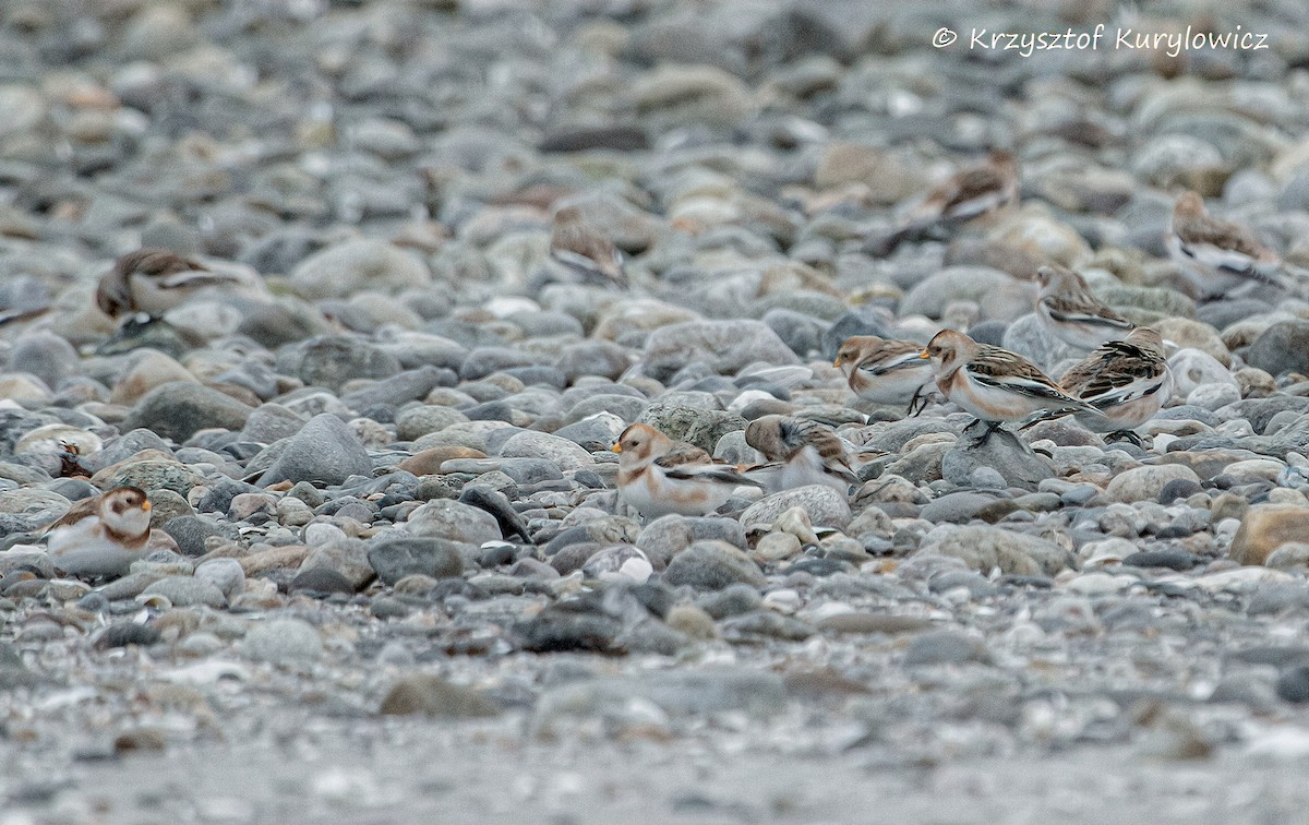 Snow Bunting - ML646049012