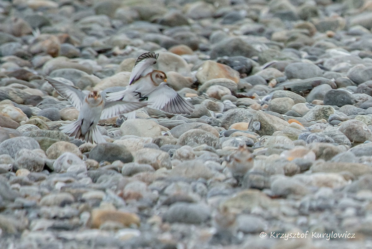 Snow Bunting - ML646049013