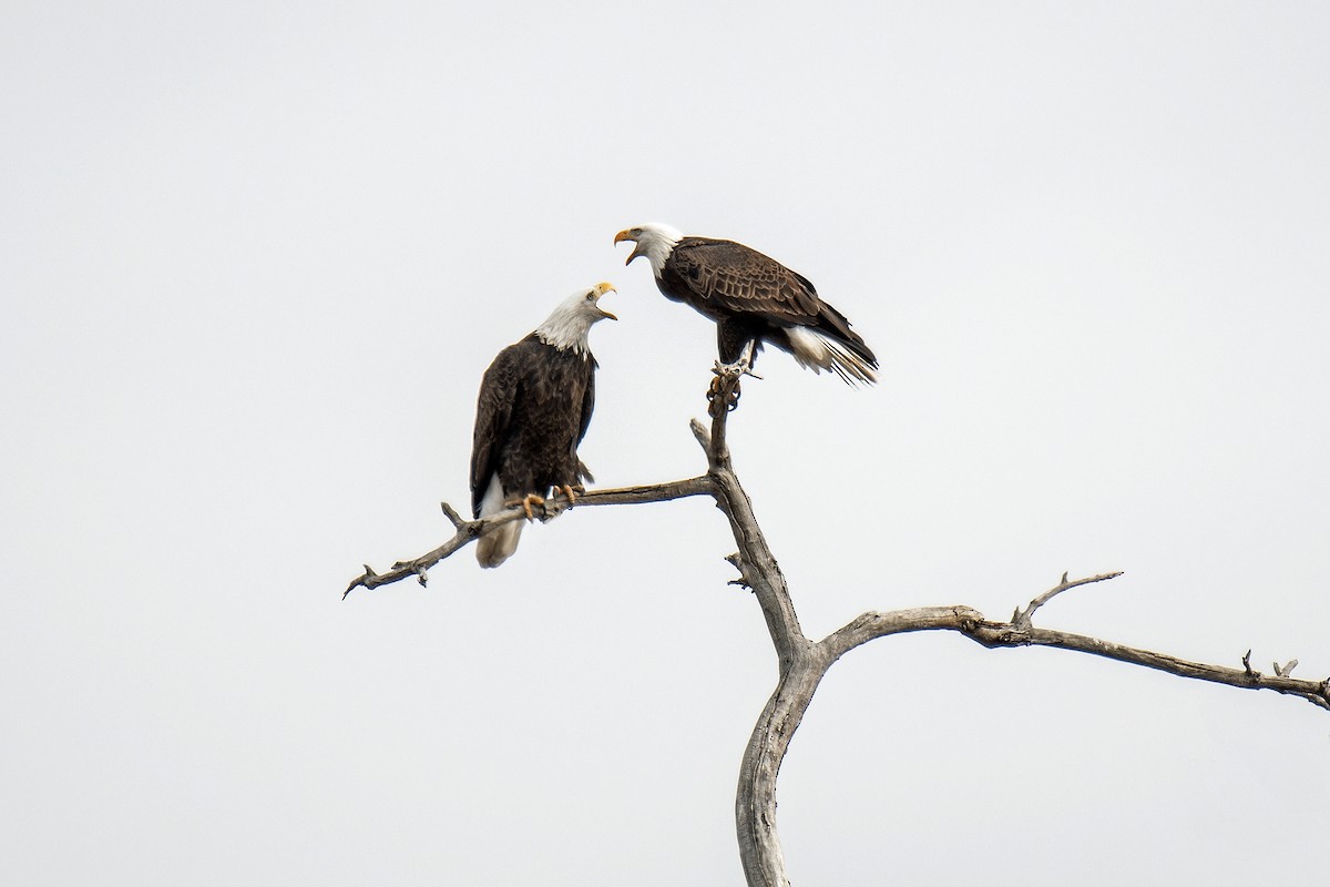 Bald Eagle - ML646049014
