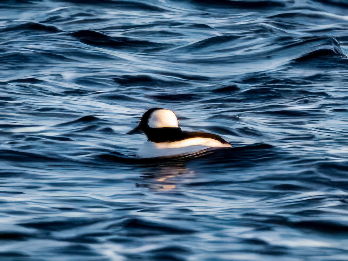Bufflehead - ML646049015