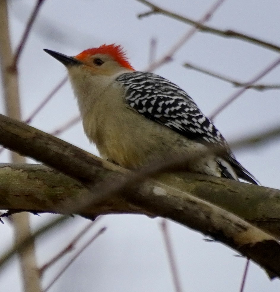 Red-bellied Woodpecker - ML646049016
