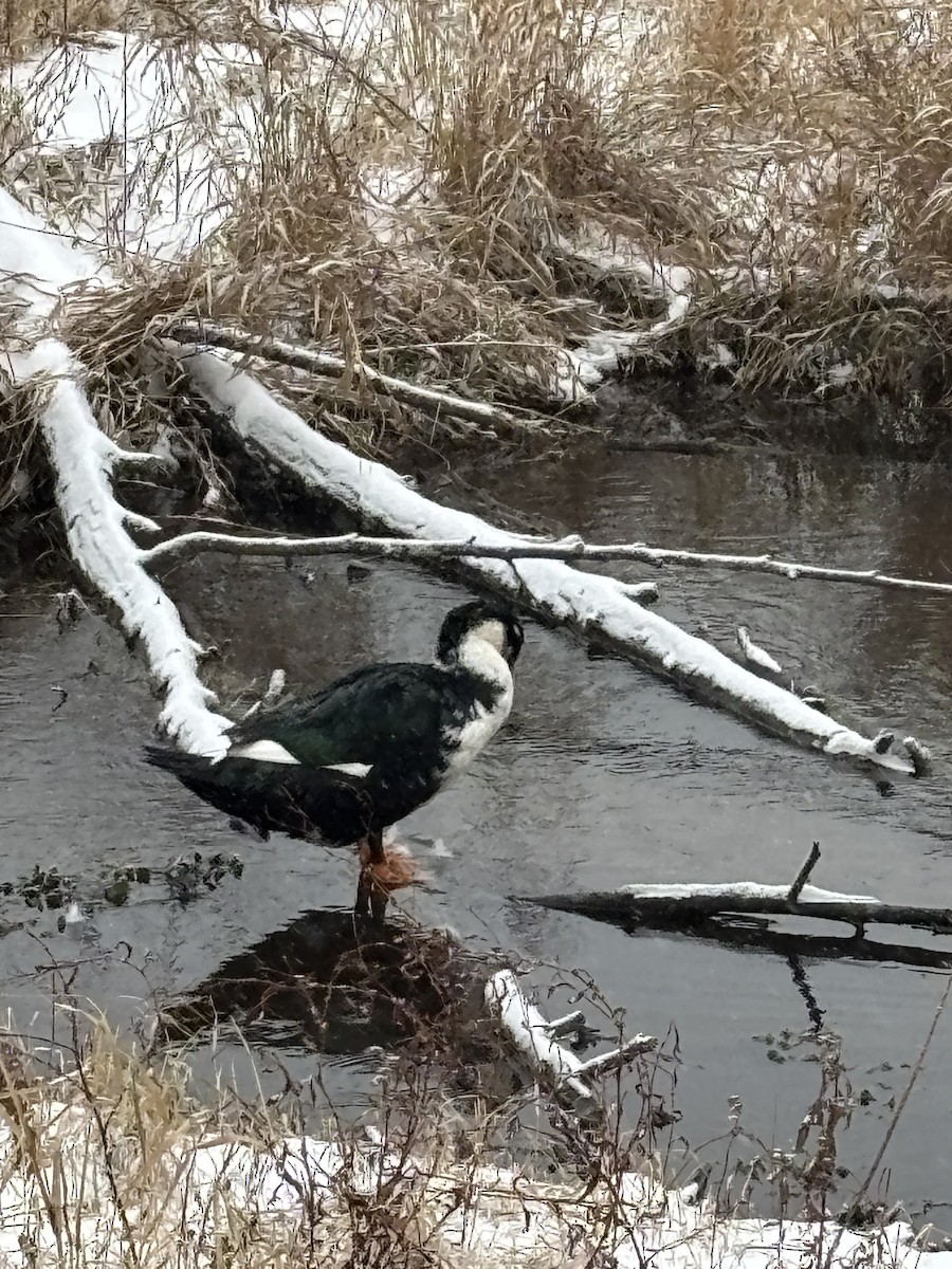 Mallard (Domestic type) - ML646049017