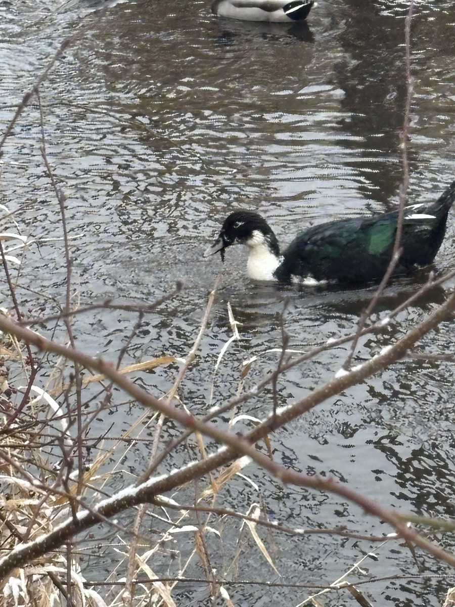 Mallard (Domestic type) - ML646049018