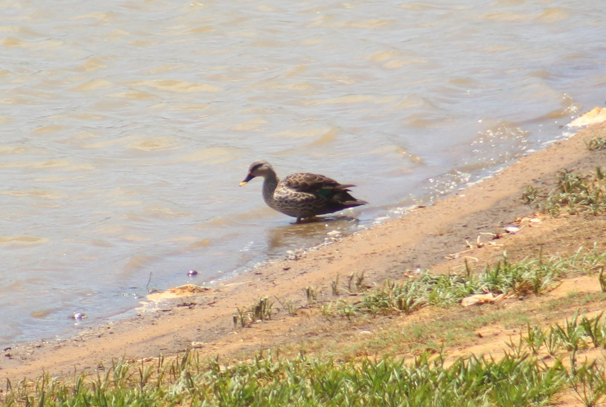 Indian Spot-billed Duck - ML646049019