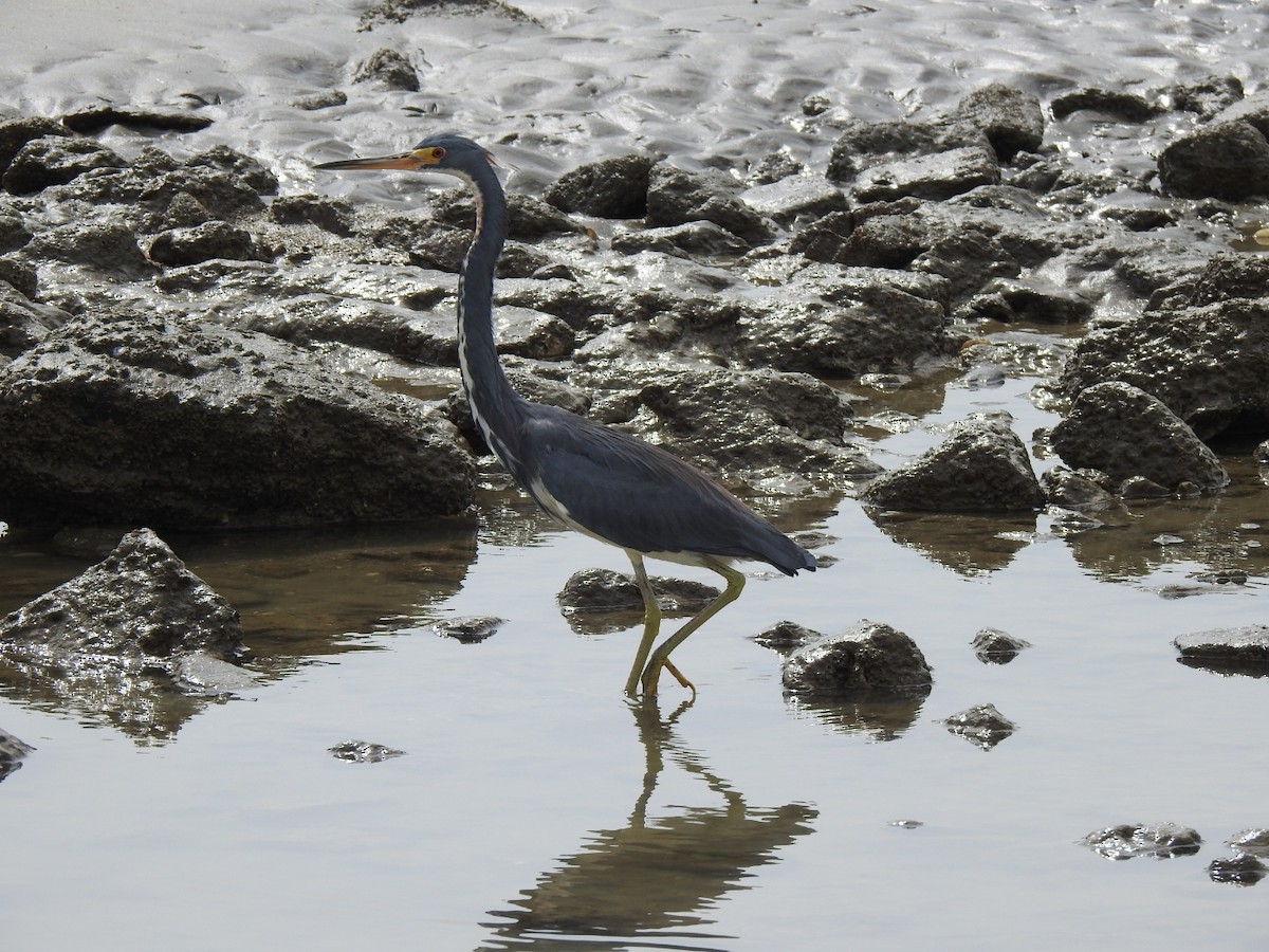 Tricolored Heron - ML646049020