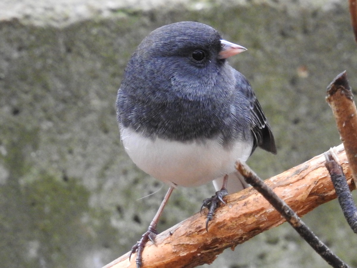 Dark-eyed Junco - ML646049021