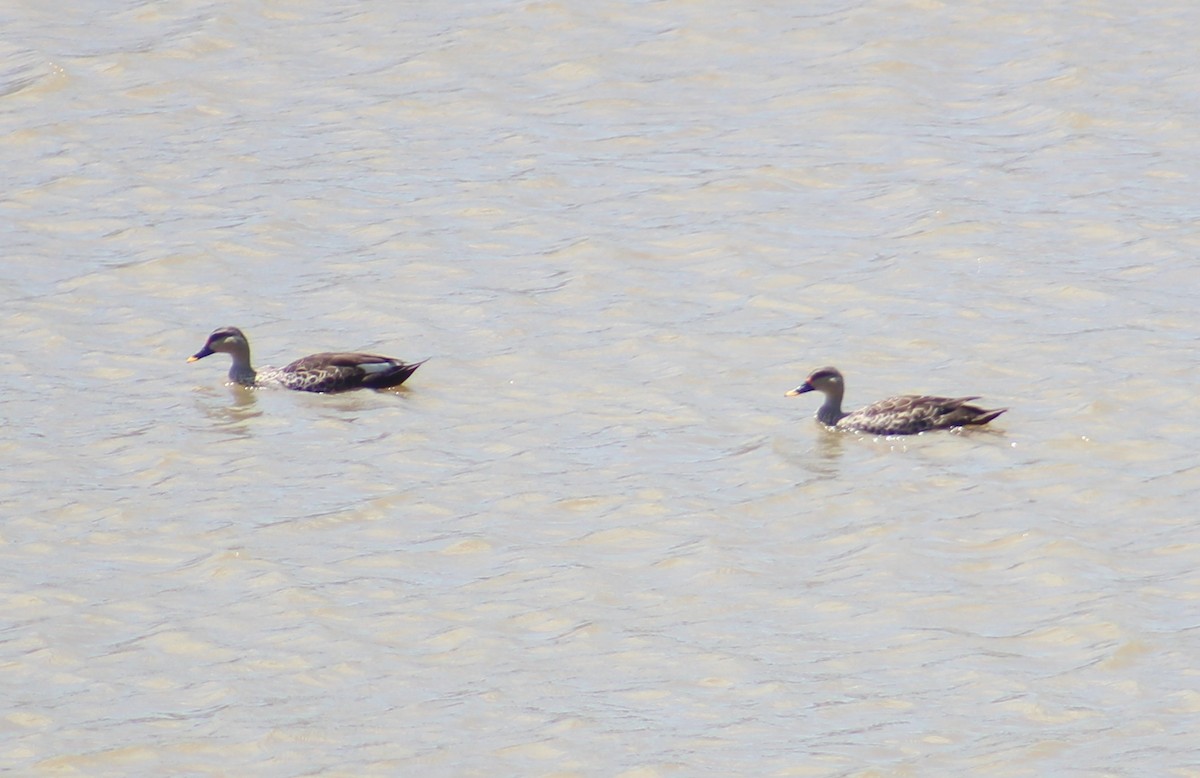 Indian Spot-billed Duck - ML646049023
