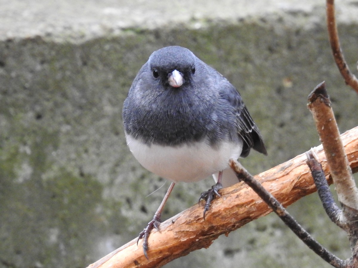 Dark-eyed Junco - ML646049024