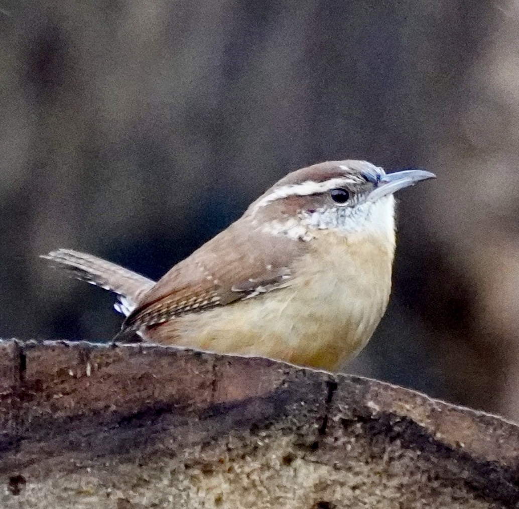 Carolina Wren - ML646049025