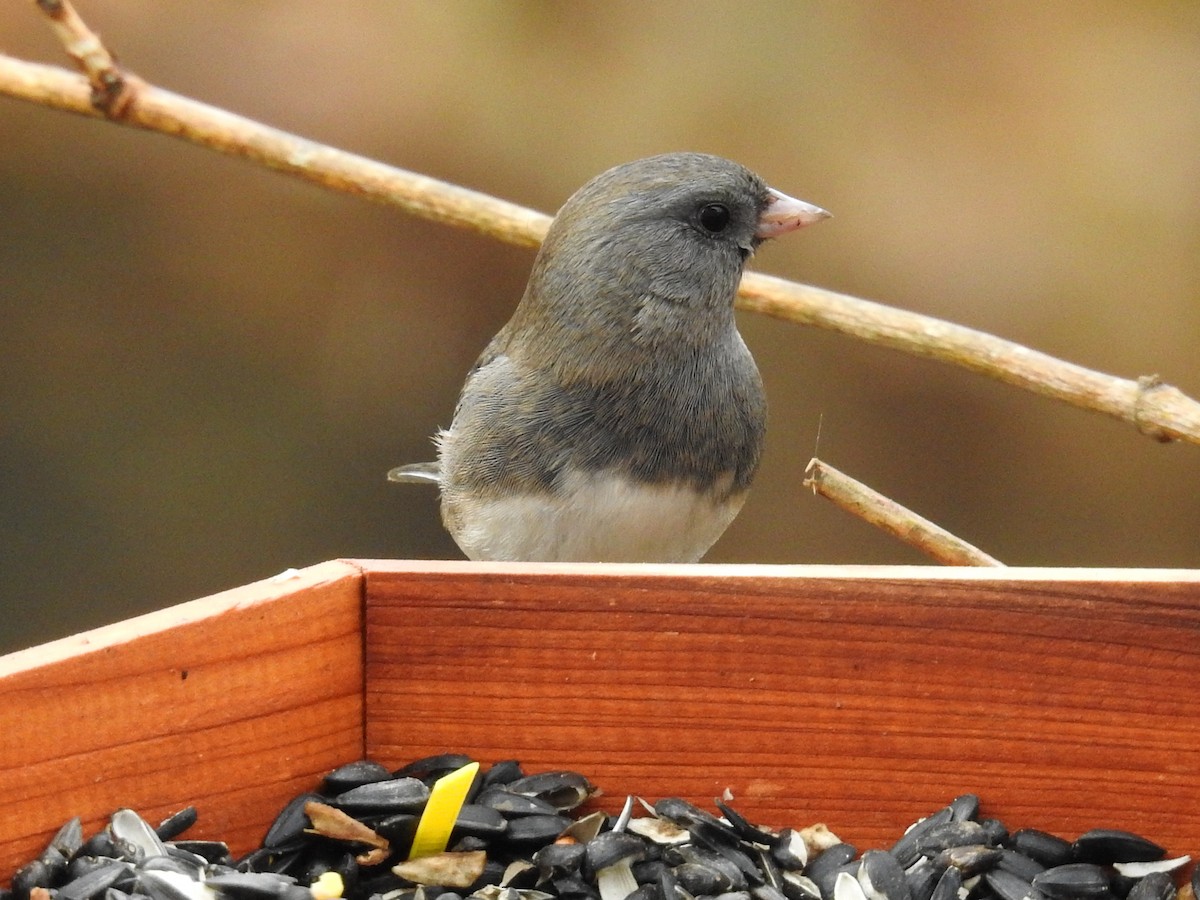 Юнко сірий - ML646049034