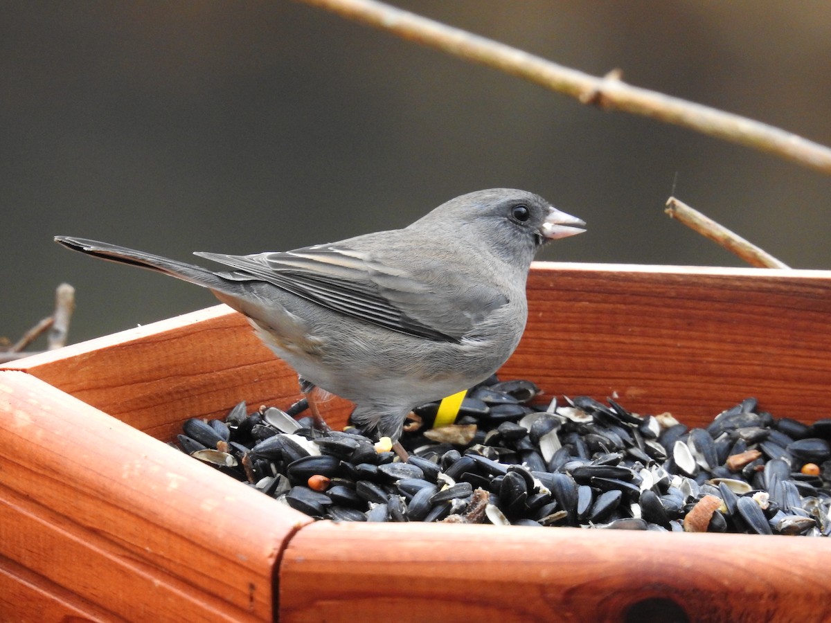 Юнко сірий - ML646049036