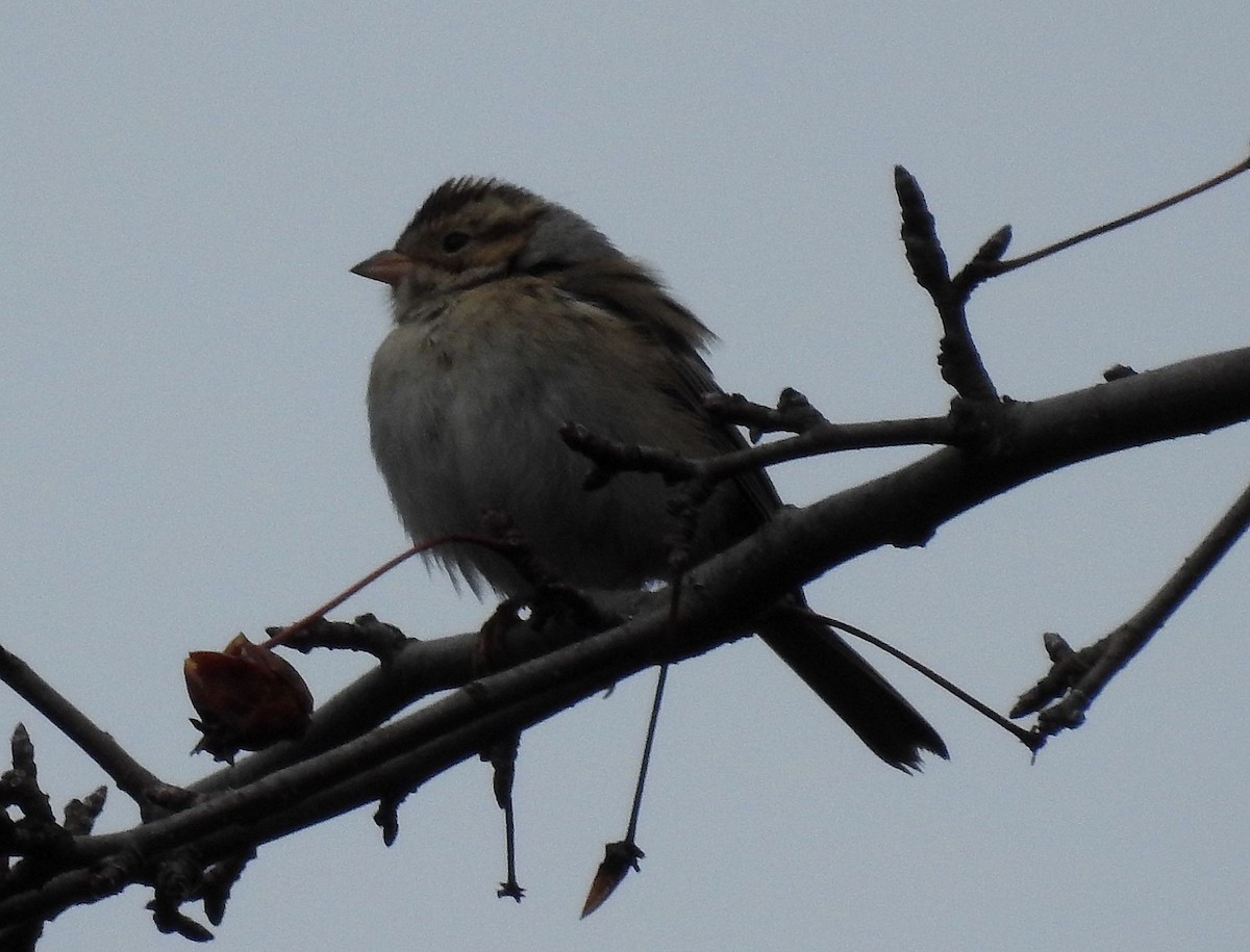 Kil Rengi Serçe - ML646049038