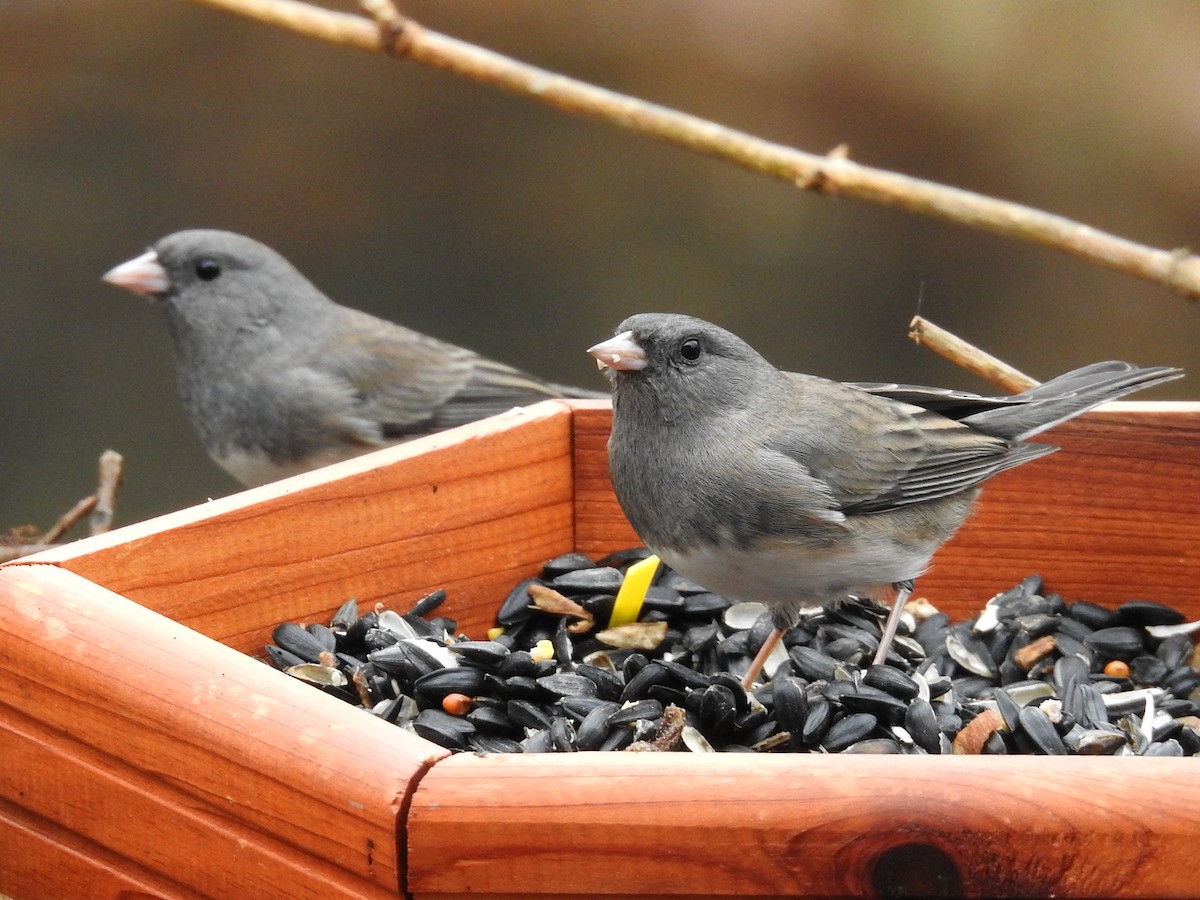 Юнко сірий - ML646049042