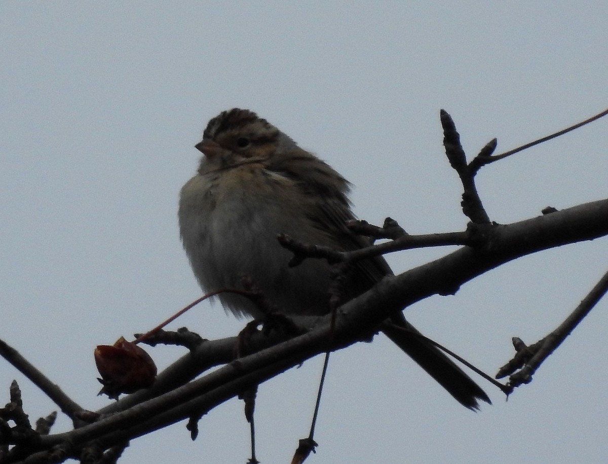 Kil Rengi Serçe - ML646049055