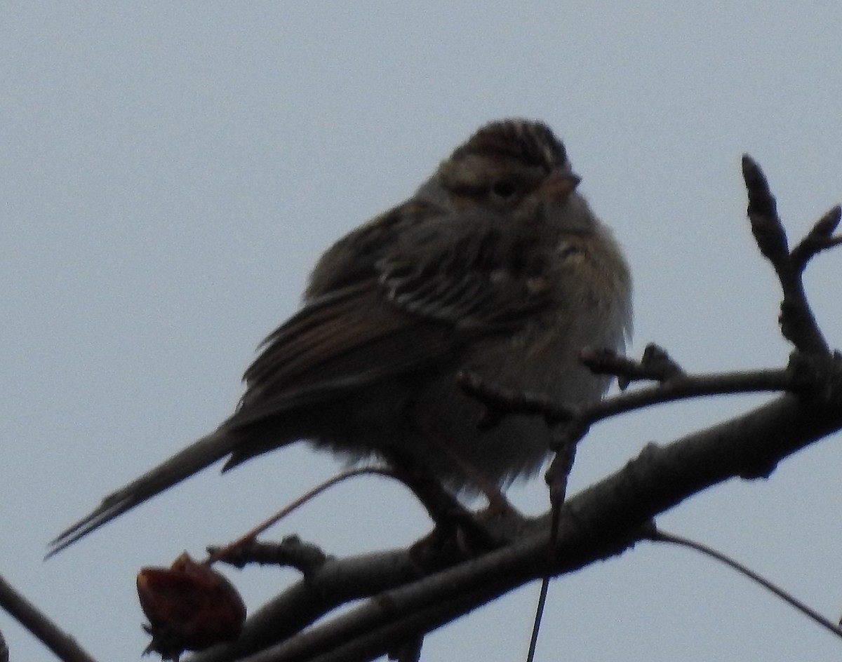 Kil Rengi Serçe - ML646049068