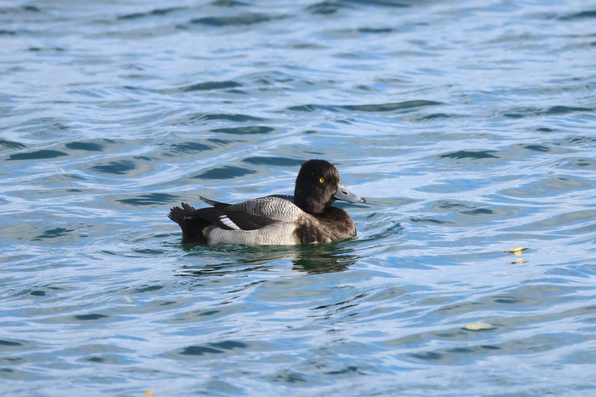 polák vlnkovaný - ML646049070