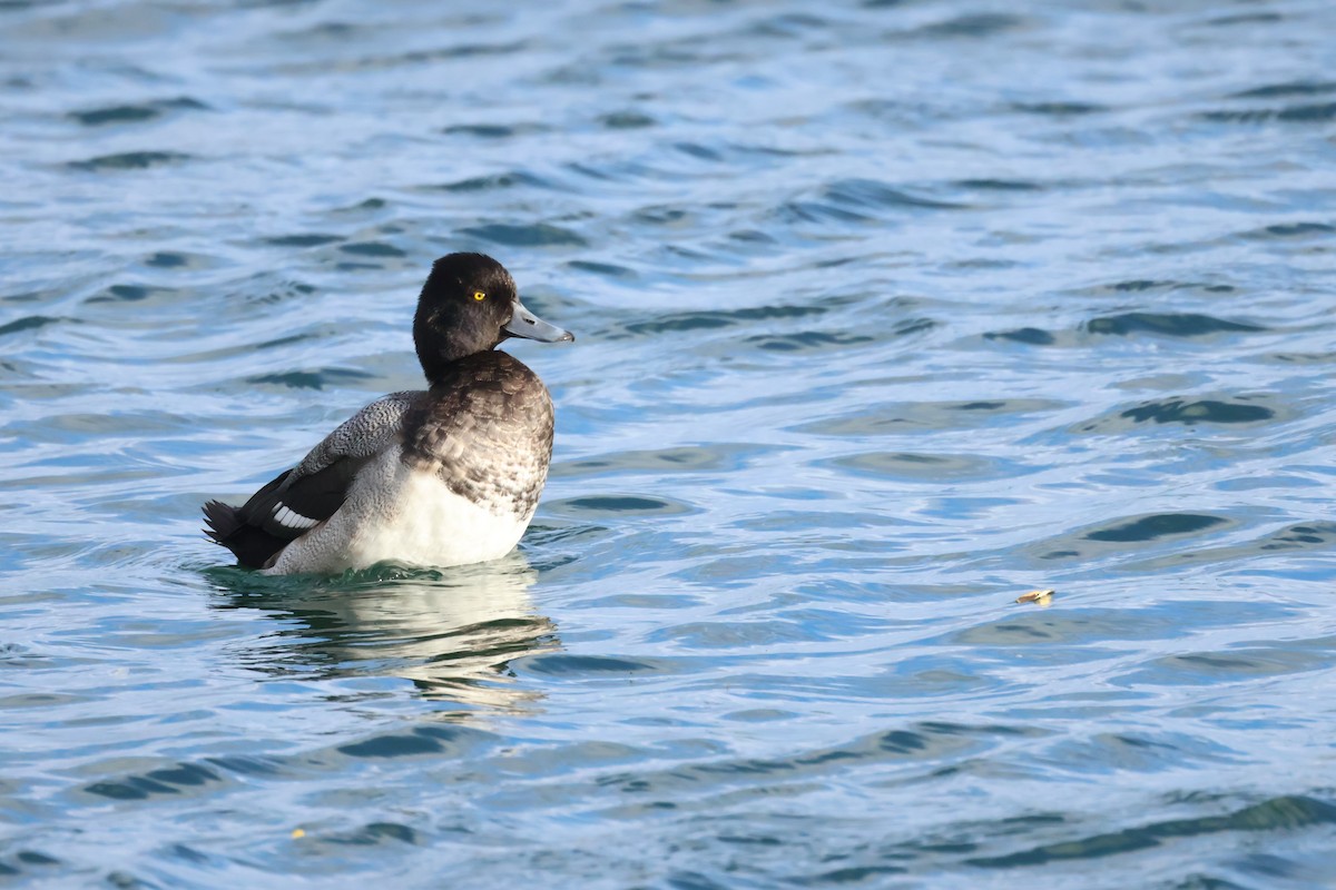 polák vlnkovaný - ML646049072