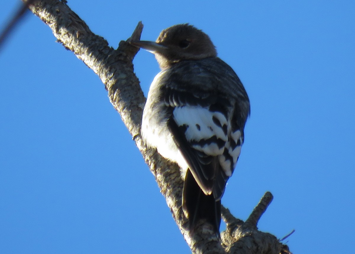 Red-headed Woodpecker - ML646049078
