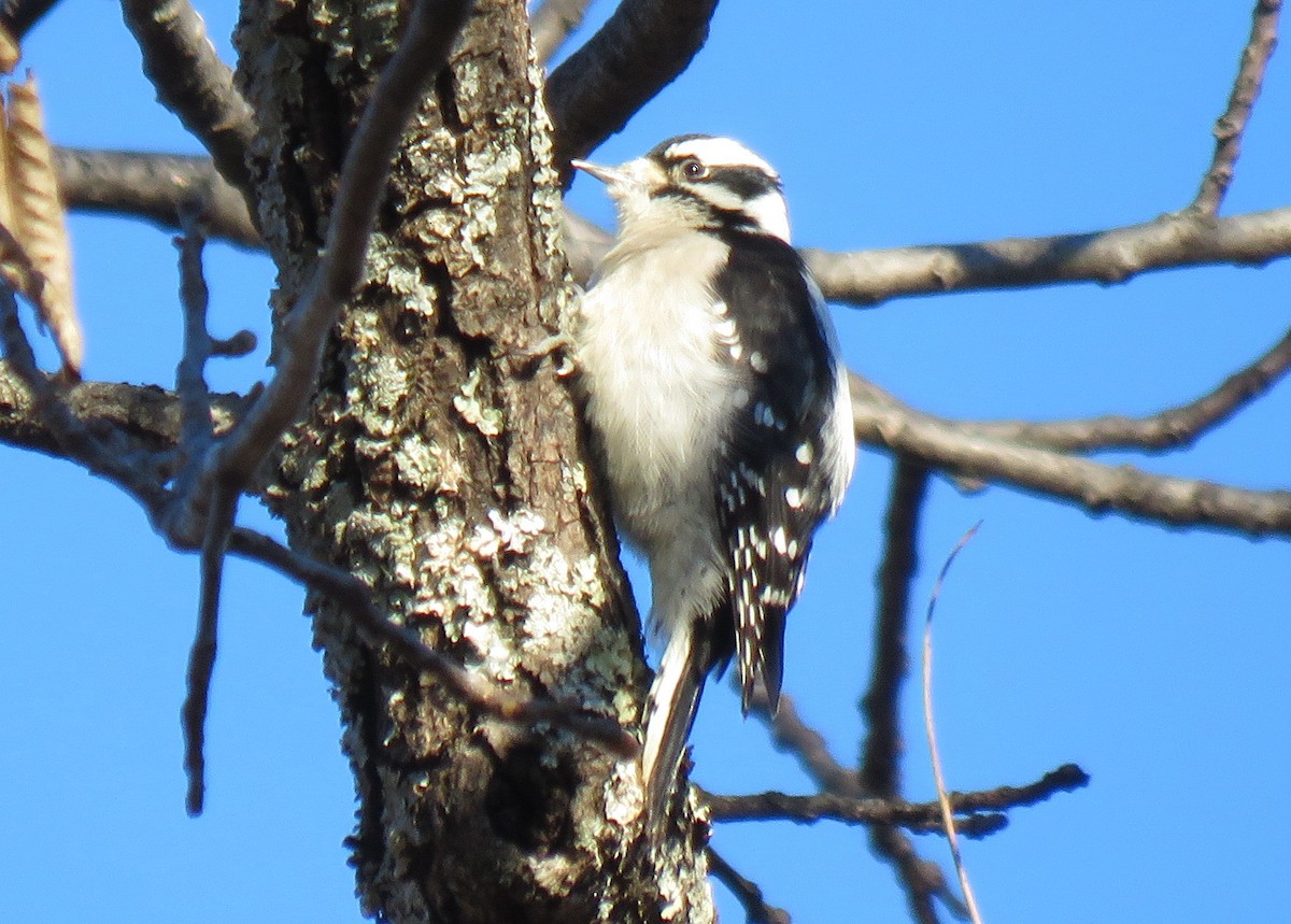 Downy Woodpecker - ML646049082