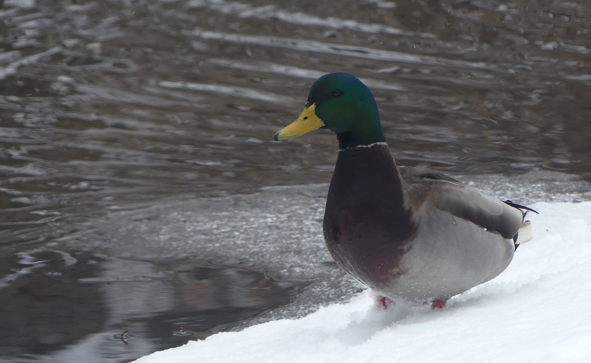 Mallard - ML646049085