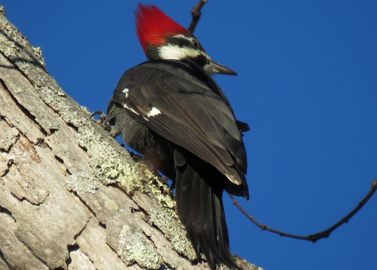 Pileated Woodpecker - ML646049086
