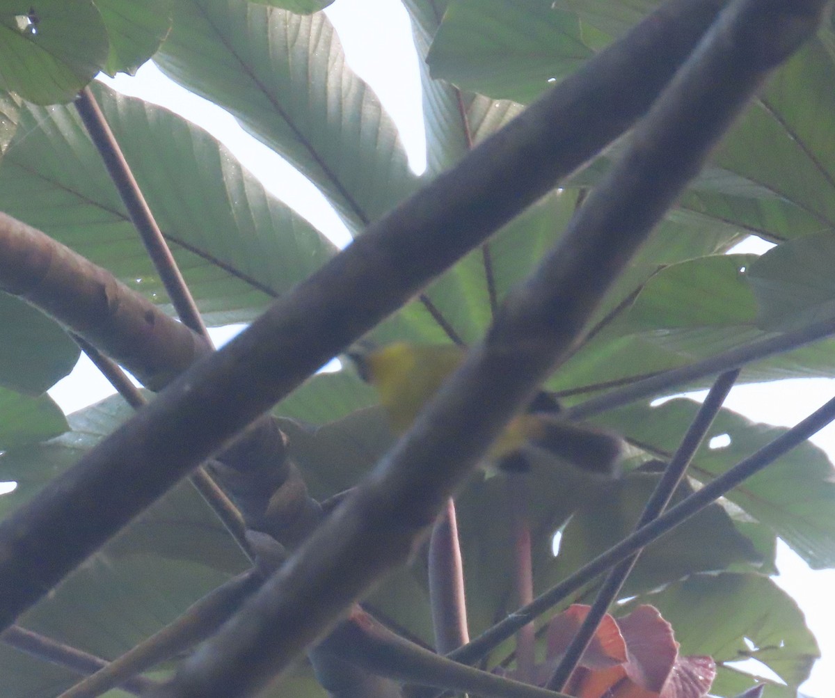 Paruline de Delattre - ML646049088