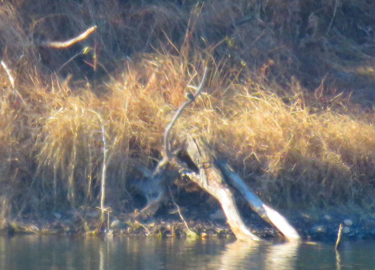 Eastern Phoebe - ML646049092
