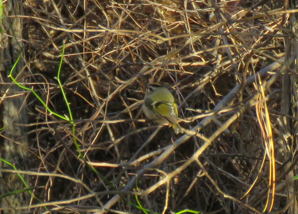 Golden-crowned Kinglet - ML646049094