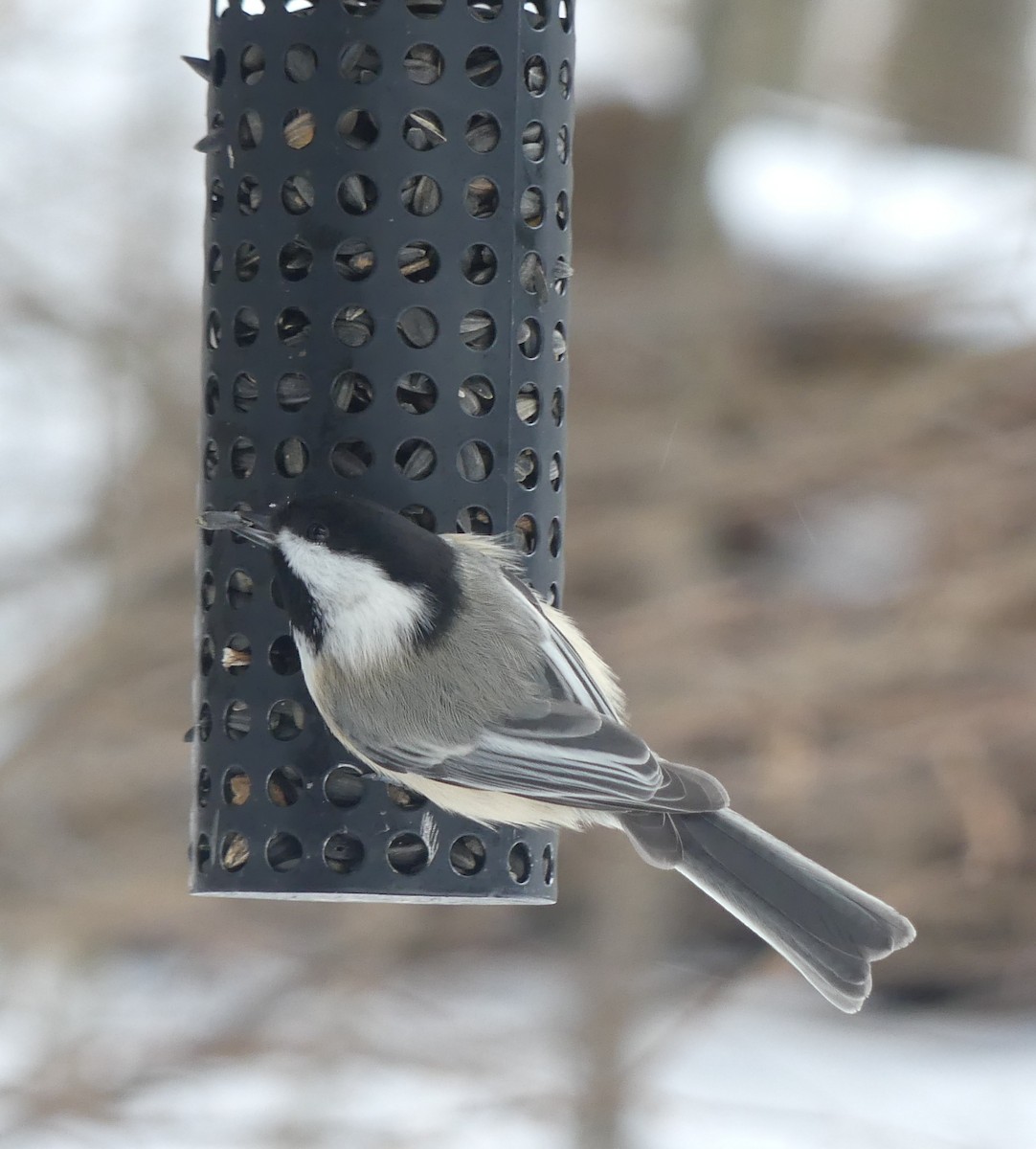 Black-capped Chickadee - ML646049095