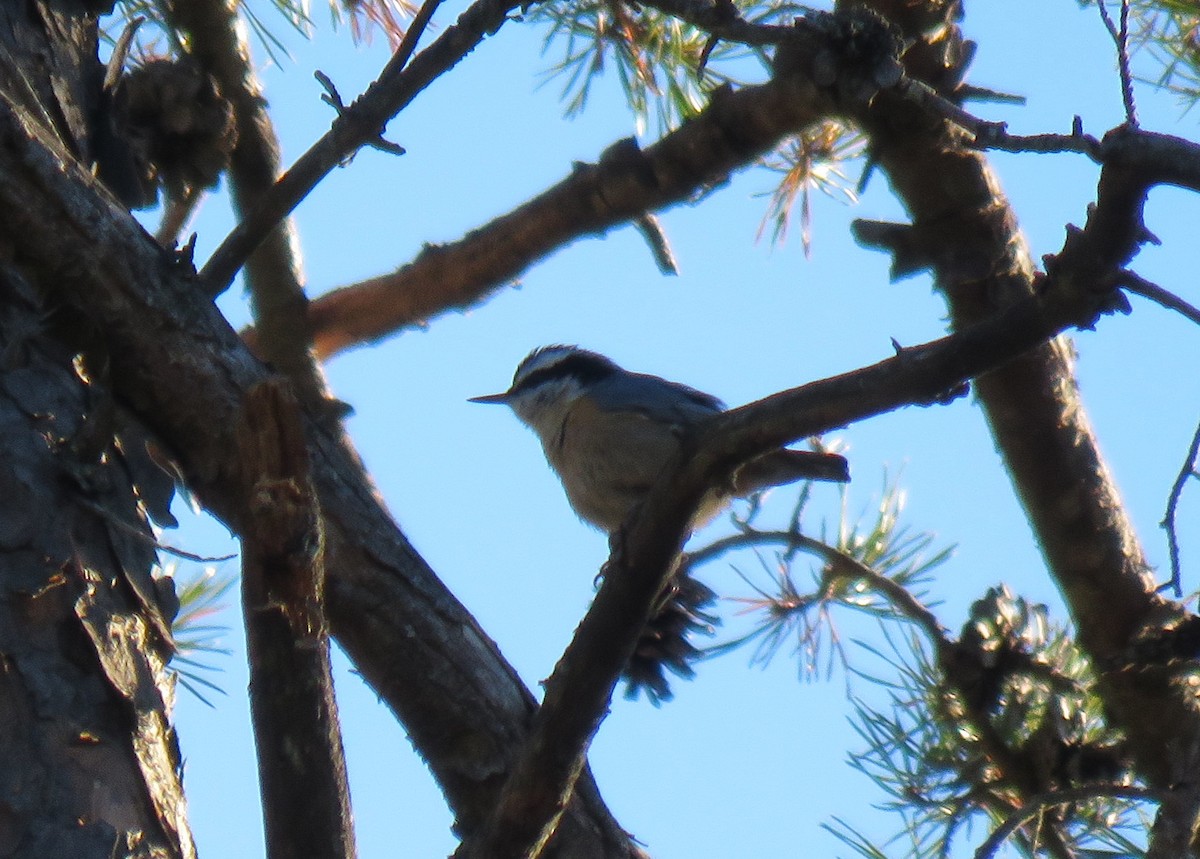 Red-breasted Nuthatch - ML646049101