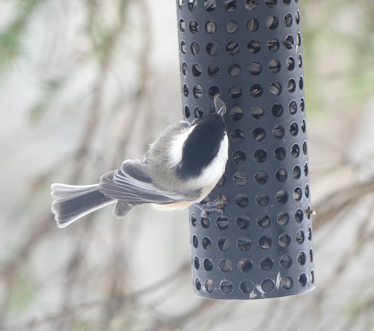Black-capped Chickadee - ML646049105