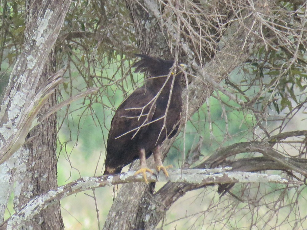 Long-crested Eagle - ML646049106