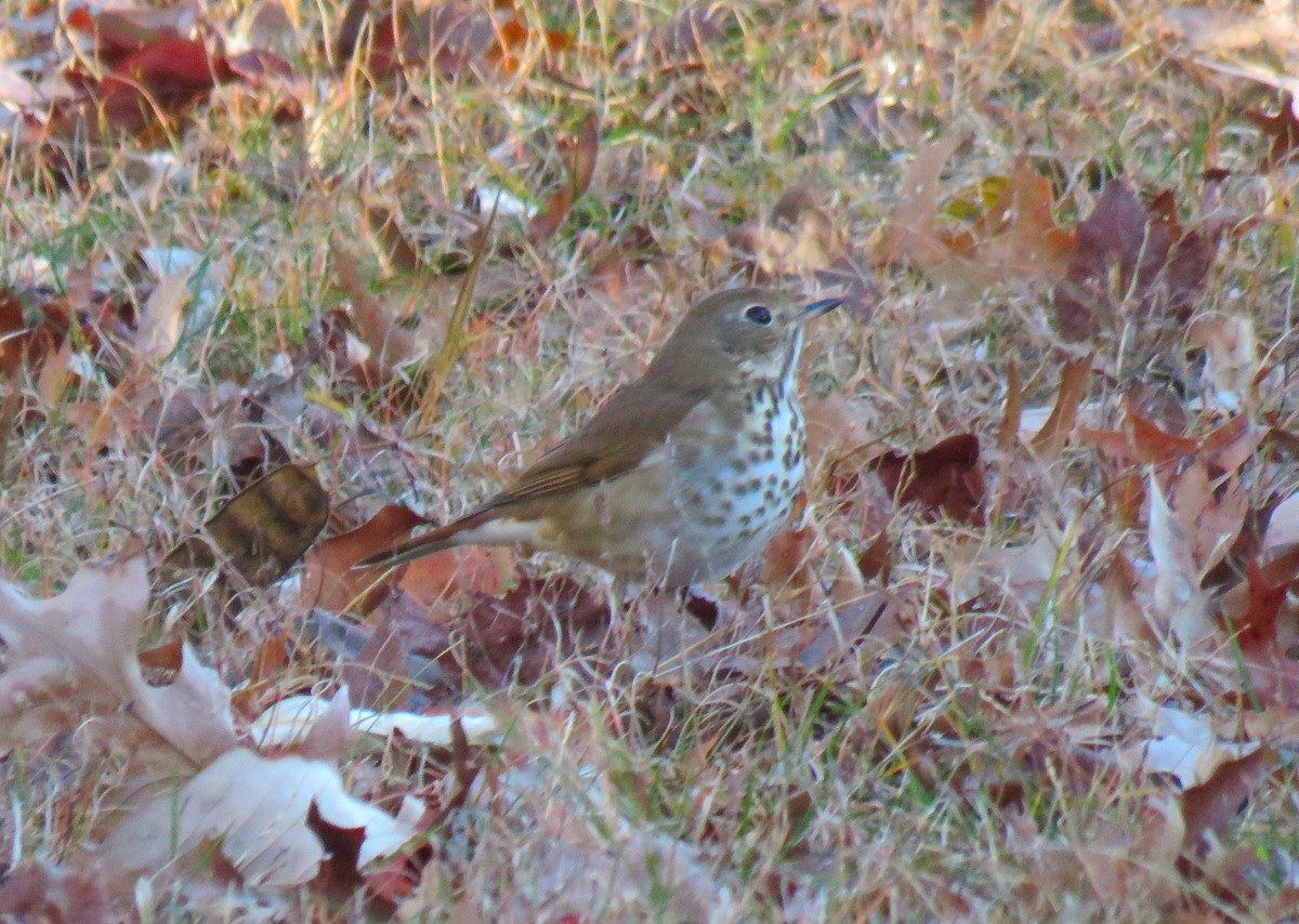 Hermit Thrush - ML646049107