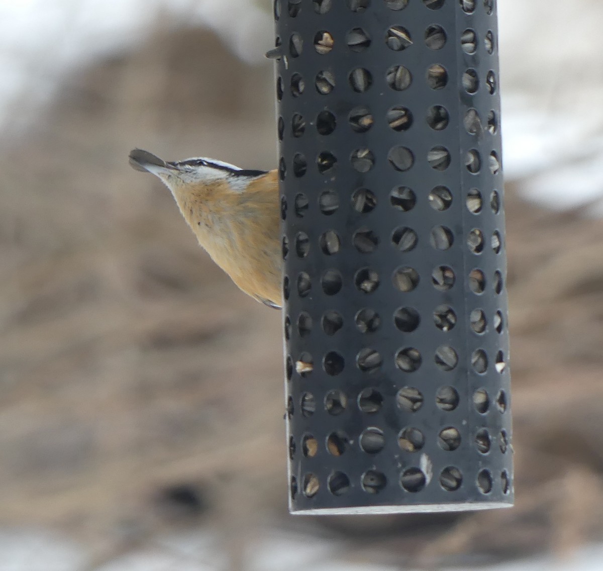Red-breasted Nuthatch - ML646049109