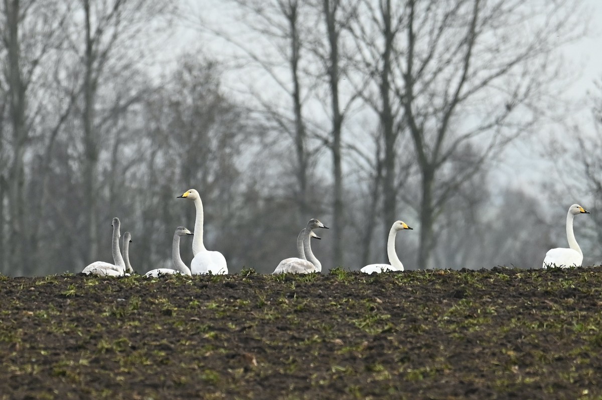Whooper Swan - ML646049111