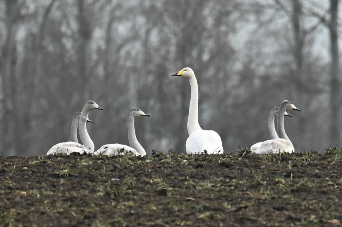 Whooper Swan - ML646049112