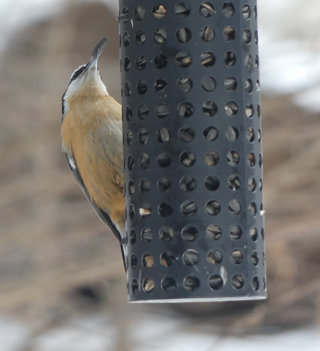 Red-breasted Nuthatch - ML646049124