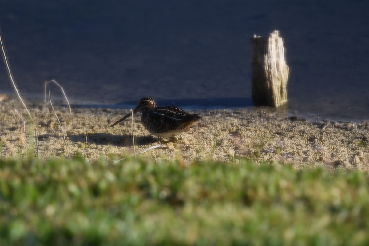 Wilson's Snipe - ML646049126