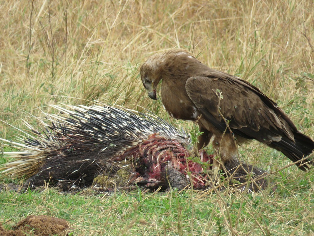 savanneørn - ML646049127