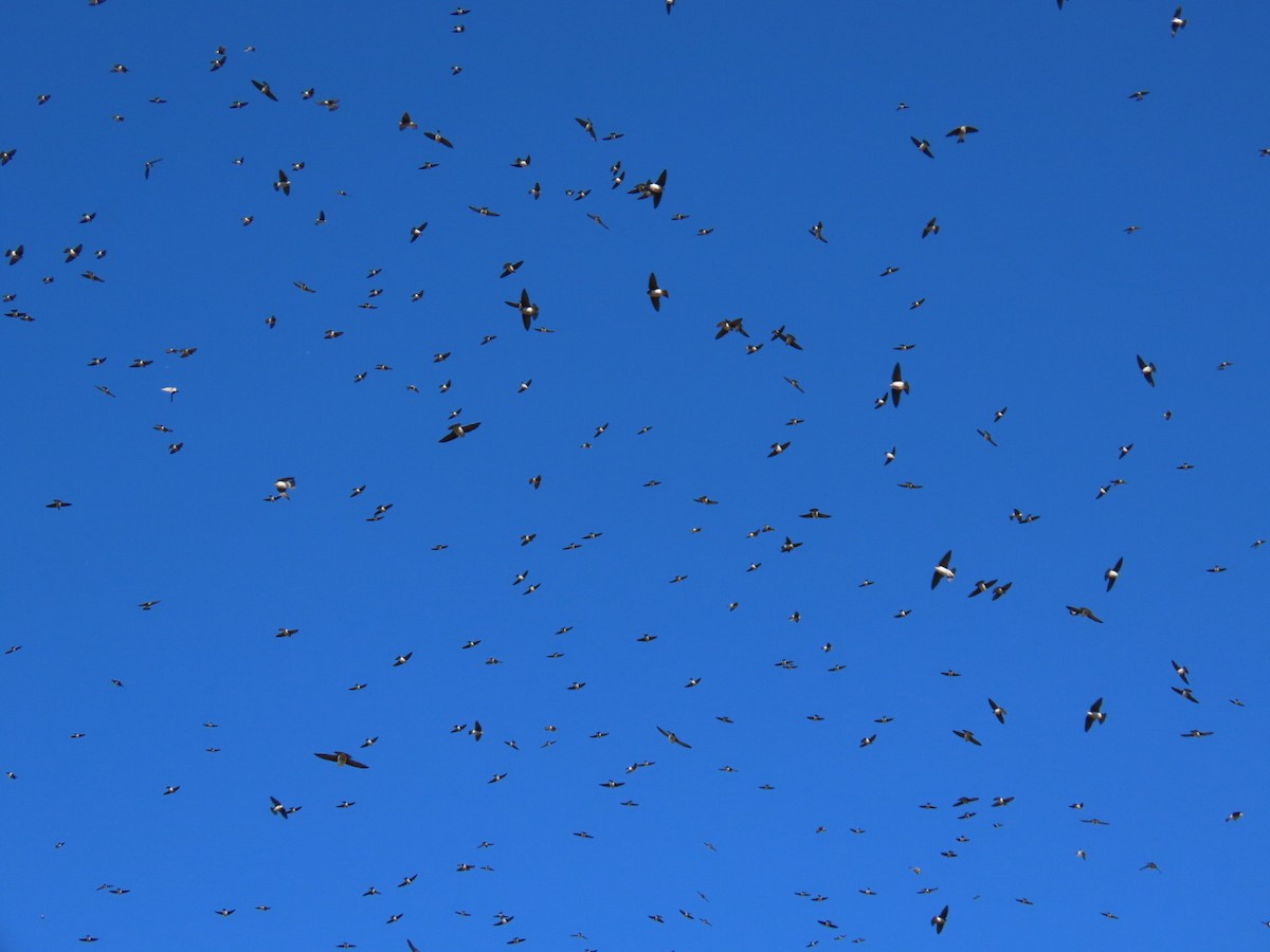 Tree Swallow - ML646049128