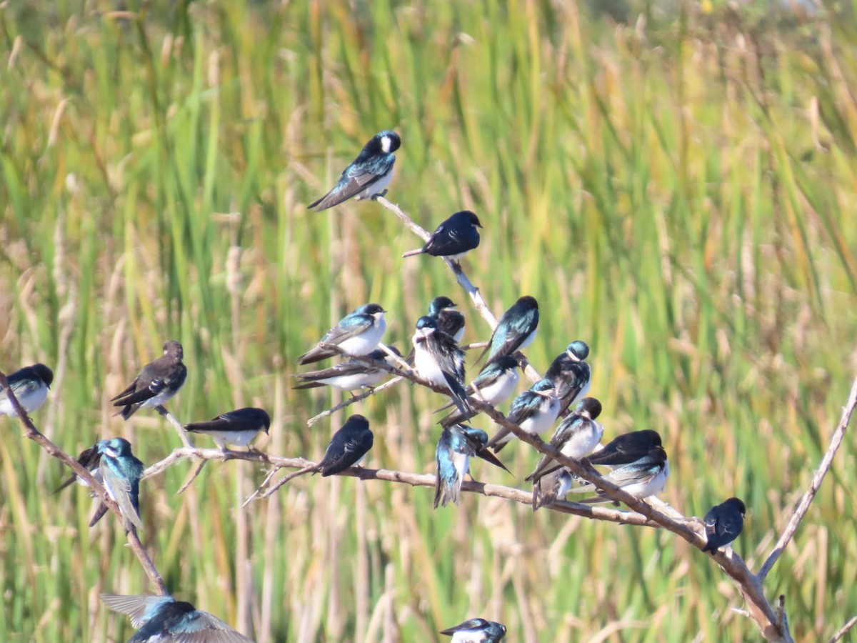 Tree Swallow - ML646049129