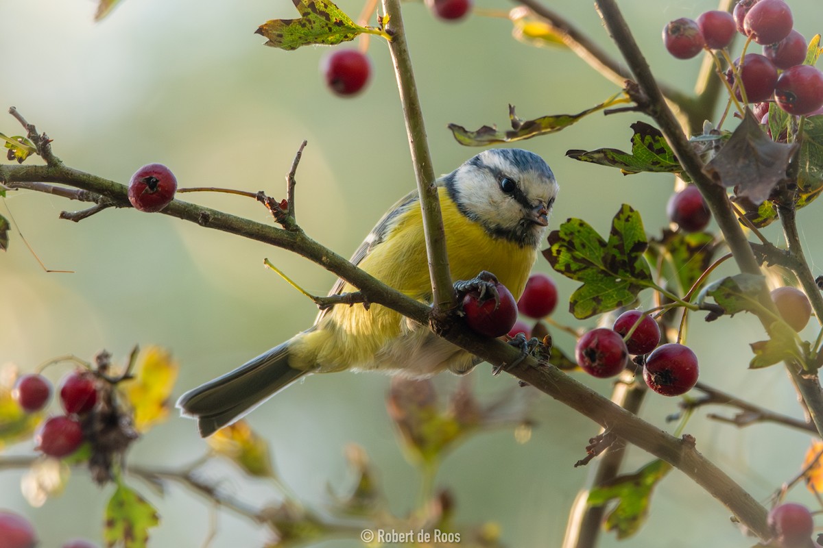 Herrerillo Común - ML646049132